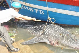 Ngư dân Nghệ An bắt được cá mập voi nặng tới gần 800kg