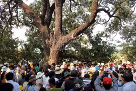 20 "cụ" xoài hàng trăm tuổi trở thành "Cây di sản Việt Nam"