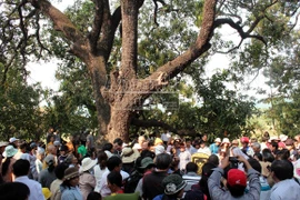 20 "cụ" xoài hàng trăm tuổi trở thành "Cây di sản Việt Nam"