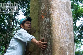 “Làng kiểm lâm” dưới rừng Trút