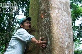 “Làng kiểm lâm” dưới rừng Trút