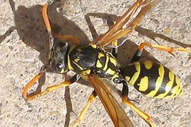 Phá tổ ong lấy mật, chồng bị đốt tử vong, vợ cấp cứu