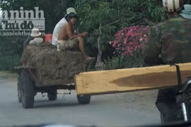 Tăng đột biến nạn vận chuyển lâm sản trái phép