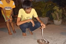 Rắn liên tục bò vào nhà khiến người dân hoang mang