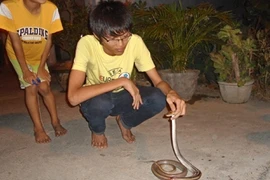 Rắn liên tục bò vào nhà khiến người dân hoang mang