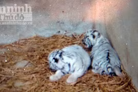 Mẹ hổ vàng sinh ra con hổ trắng