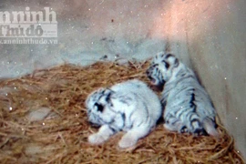 Mẹ hổ vàng sinh ra con hổ trắng