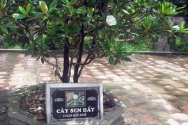 Sen đất ngát cửa thiền