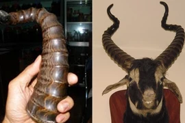Sự thật quanh chiếc sừng "dinh rắn" trị bách độc