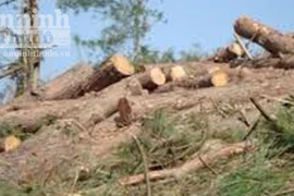 Điều tra, xử lý việc chặt phá rừng phòng hộ ven biển Nhơn Lý