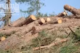 Điều tra, xử lý việc chặt phá rừng phòng hộ ven biển Nhơn Lý