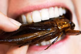 Chết vì thi ăn trứng và gián