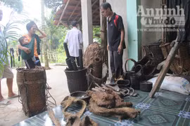 Cha con "người rừng" vẫn hoảng loạn đòi về sống trên ngọn cây