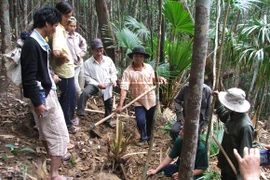 Phú Yên: Bùng phát nạn phá rừng tìm trầm