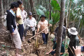 Phú Yên: Bùng phát nạn phá rừng tìm trầm