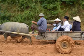 Hi hữu người đàn ông chết thảm dưới bánh xe trâu