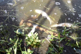 Cá chết trắng hồ Khe Chè