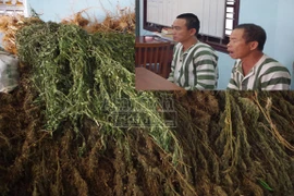 Trồng, mua bán cần sa, bố vợ và con rể rơi vào vòng lao lý