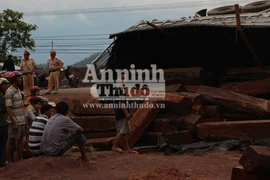 Lật xe chở 24m3 gỗ không có dấu búa kiểm lâm