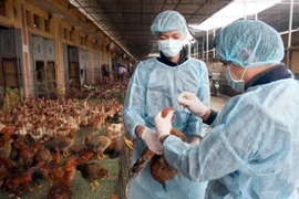 Cúm A/H5N6 bùng phát ở khu vực đông bắc Trung Quốc