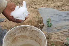 Vụ phân bón giả: Doanh nghiệp bác thông tin bán phân giả