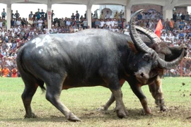 Kịch tính Lễ hội chọi trâu Đồ Sơn 2013