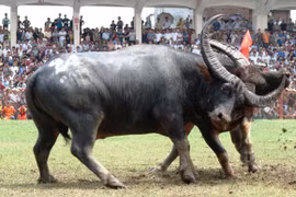 Kịch tính Lễ hội chọi trâu Đồ Sơn 2013