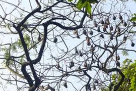 Khó quên thịt dơi 