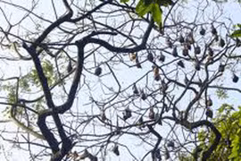 Khó quên thịt dơi 