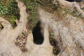 Kỳ bí “ma sung” ở Na Hang