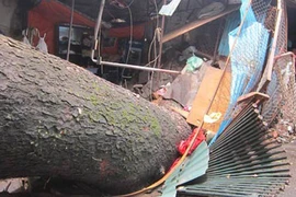 Mưa lốc lớn, cây đổ đè chết người