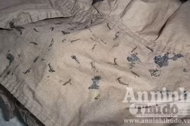 Sinh vật lạ trong quần áo… là ruồi giả ong