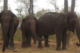 Voi rừng tấn công nhà dân đêm Giao thừa