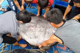 Ngư dân trao tặng cá mặt trăng quý hiếm nặng 120 kg