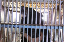 Bình Thuận xóa bỏ hoàn toàn nạn nuôi gấu trang trại