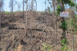 Rừng giáp ranh bị tàn phá tan hoang để lấy đất làm rẫy