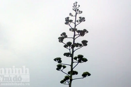 Kỳ lạ cây dứa ngô trổ hoa cao gần 10 mét