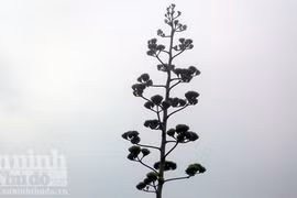 Kỳ lạ cây dứa ngô trổ hoa cao gần 10 mét