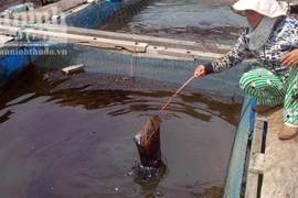 Tràn dầu trên biển Quy Nhơn, hàng chục ngư dân đang điêu đứng