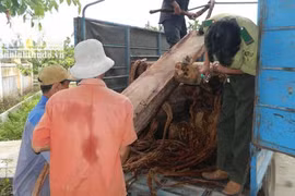 Bí thư huyện ủy Sơn Tây thừa nhận việc tập kết gỗ quý tại nhà riêng