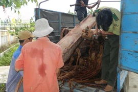 Bí thư huyện ủy Sơn Tây thừa nhận việc tập kết gỗ quý tại nhà riêng