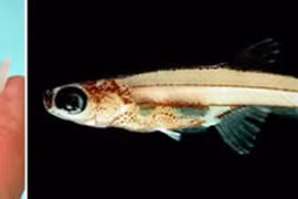 10 loài động vật “tí hon” trên thế giới