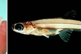 10 loài động vật “tí hon” trên thế giới