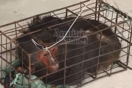 Bị bắt khi đang vận chuyển trái phép 3 con khỉ mặt đỏ