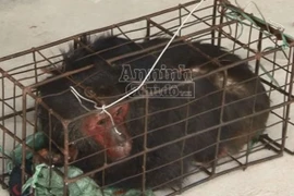 Bị bắt khi đang vận chuyển trái phép 3 con khỉ mặt đỏ