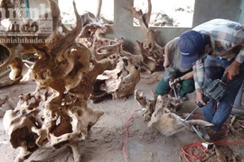 Người dân đổ xô đào núi “săn” gốc xá xị