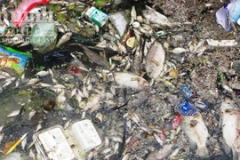 Cá chết, đồng ruộng bỏ hoang vì nguồn nước ỗ nhiễm