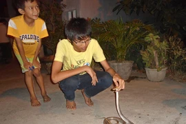 Xác định loài rắn bò vào nhà dân gây hoang mang