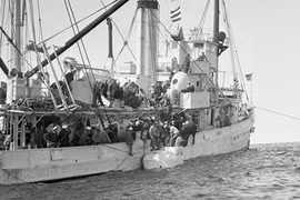 10 cuộc giải cứu thú vị nhất trong lịch sử