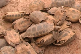 Phát hiện xe khách vận chuyển rùa và kỳ đà nước